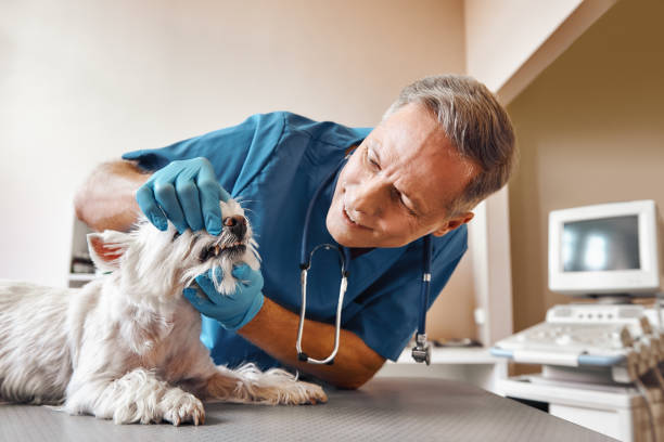 Best Walk-In Emergency Dentist in Pitola, CA